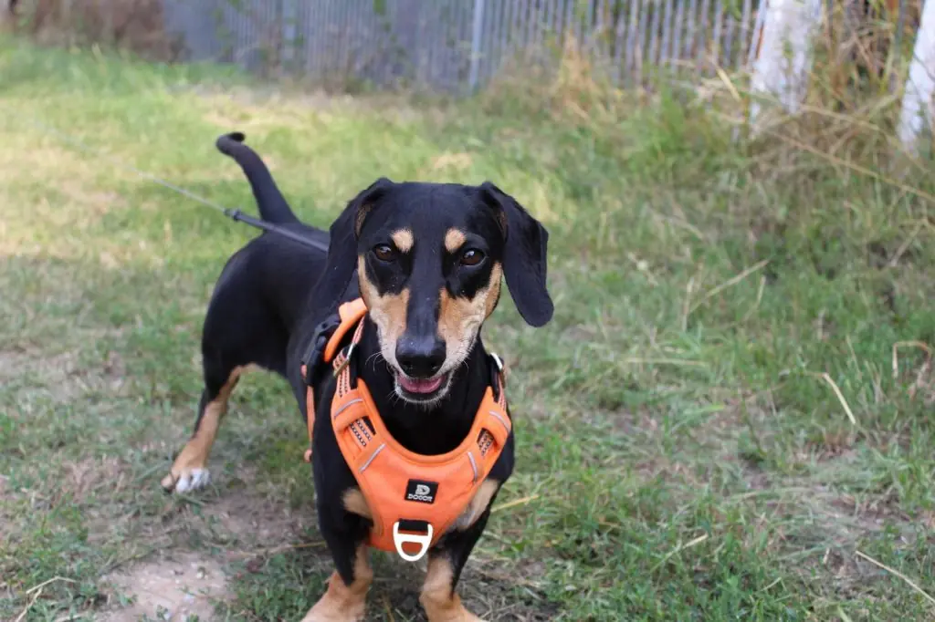 Bella - Dackel - Bild 1