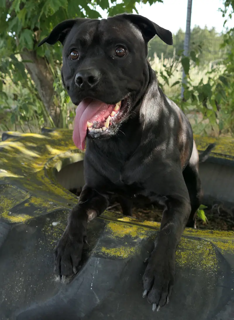 Darwin - Rottweiler - Bild 2