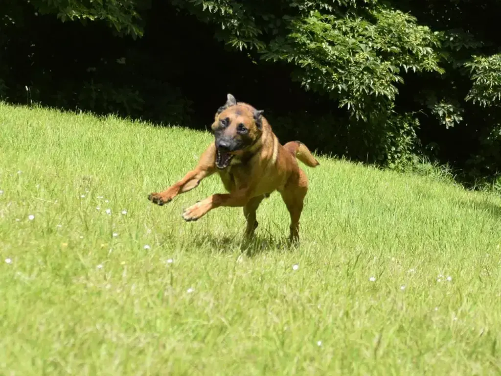 Balou -  - Bild 4