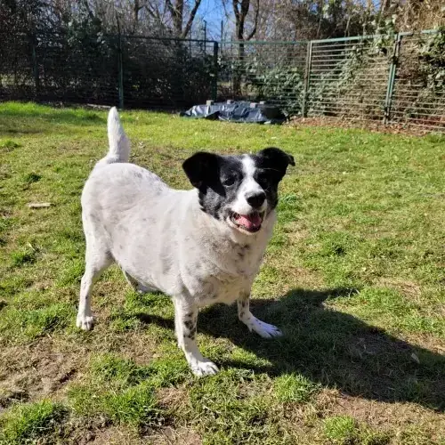 Hund Rudi