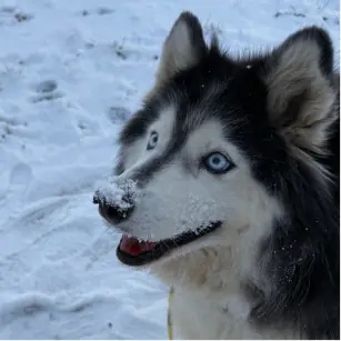 Smilla - Alaskan Malamute - Bild 3