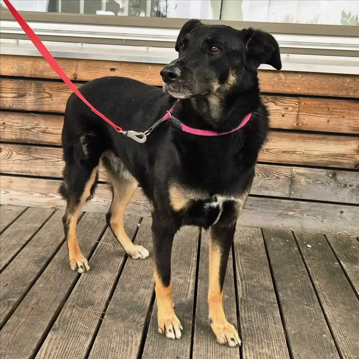 BALU - Deutscher Schäferhund, Dobermann - Bild 2