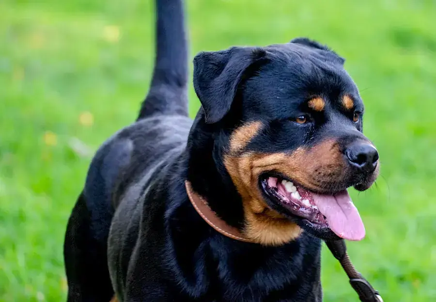 Tiger - Rottweiler - Bild 6