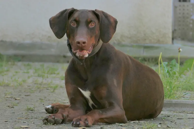 Rocky - Dobermann - Bild 3