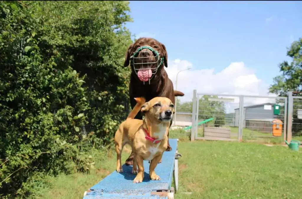 Neo - Labrador Retriever - Bild 7