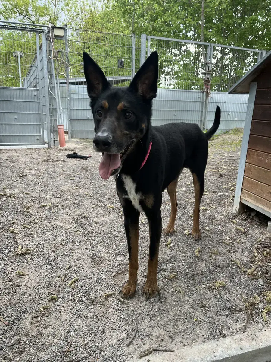 Duke - Dobermann, Deutscher Schäferhund - Bild 4