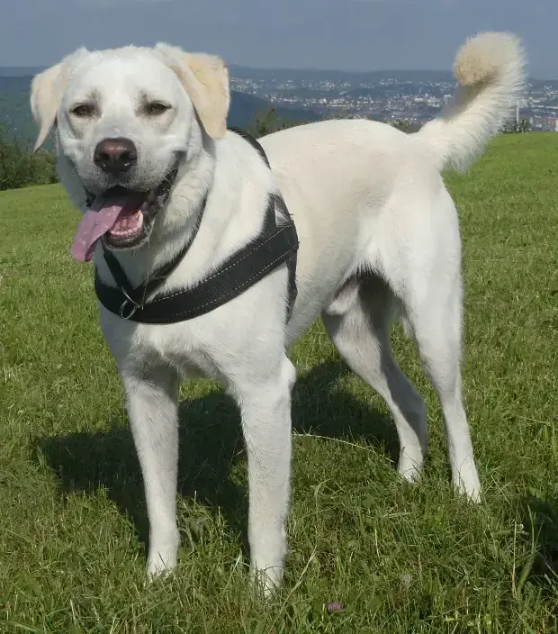Bruno - Labrador Retriever - Bild 4