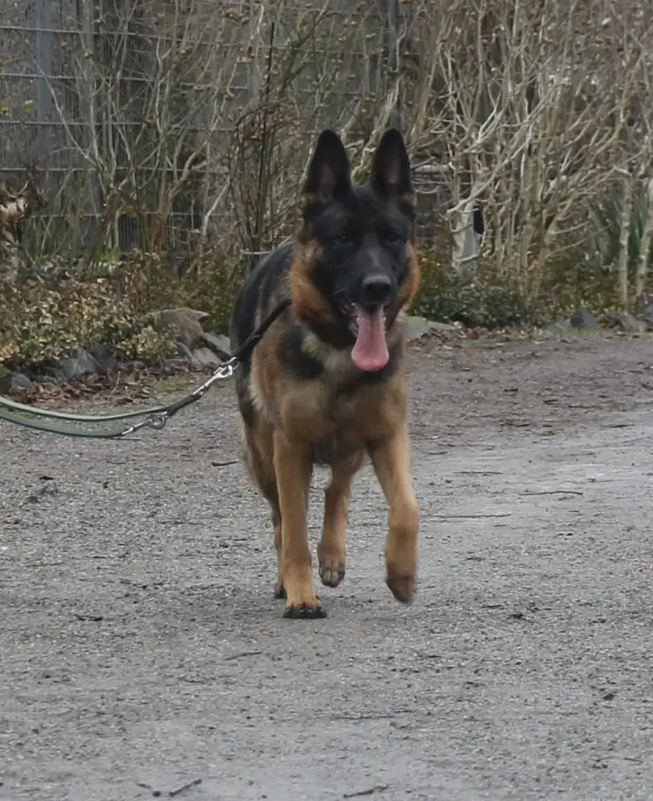 Ida - Deutscher Schäferhund - Bild 2