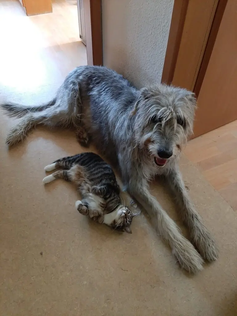 Frederick -  - Bild 1