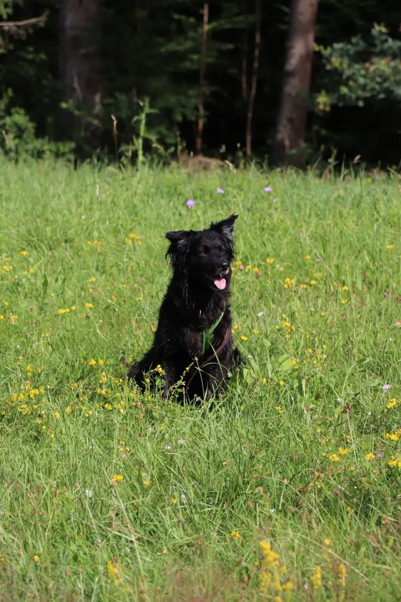 Dodo -  - Bild 11