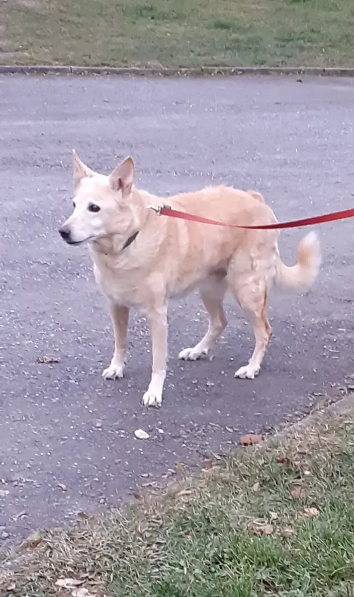 Hund Winni
