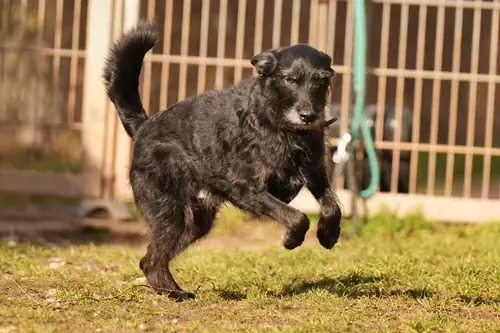 Franz - Riesenschnauzer - Bild 4