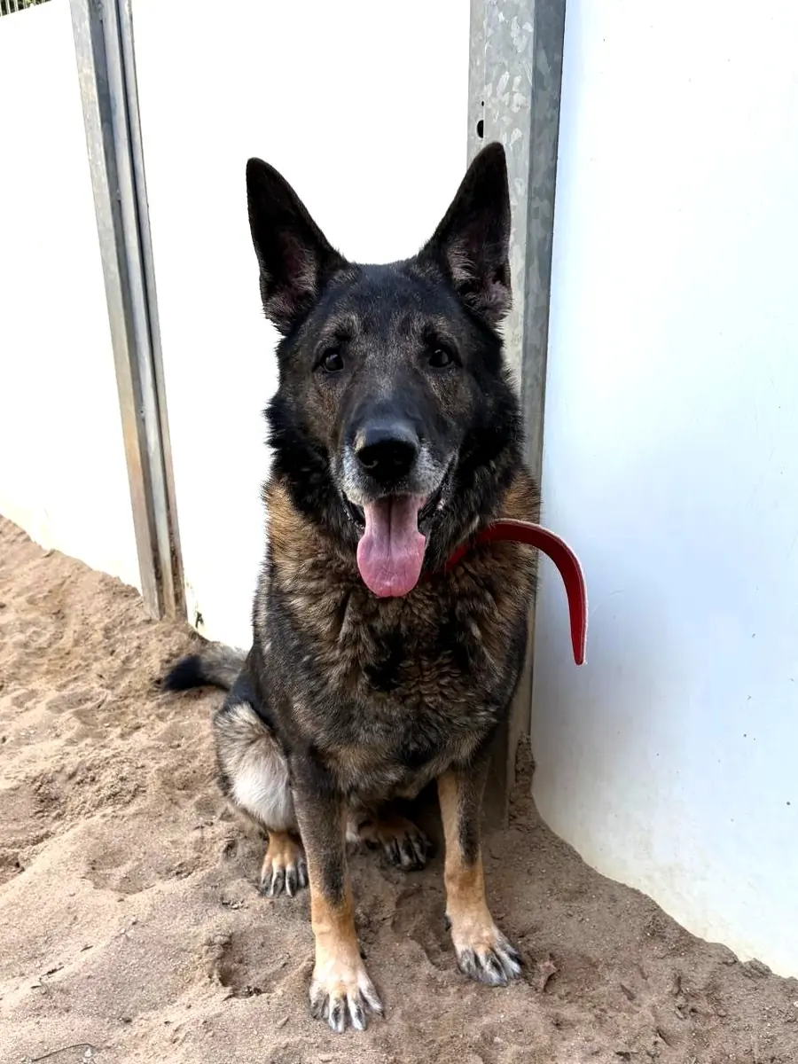 Lago - Deutscher Schäferhund - Bild 2