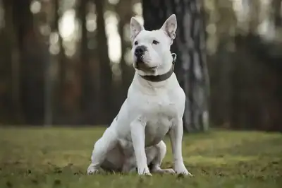 Bubbles – Staffordshire Bullterrier – Bild 3