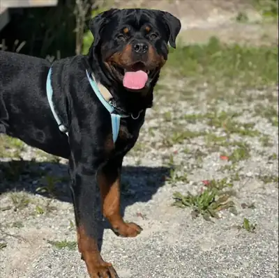 CHICCO – Rottweiler – Bild 3