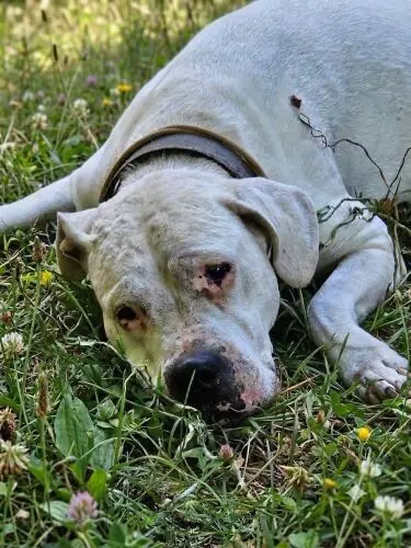 Margo - Dogo Argentino - Bild 6