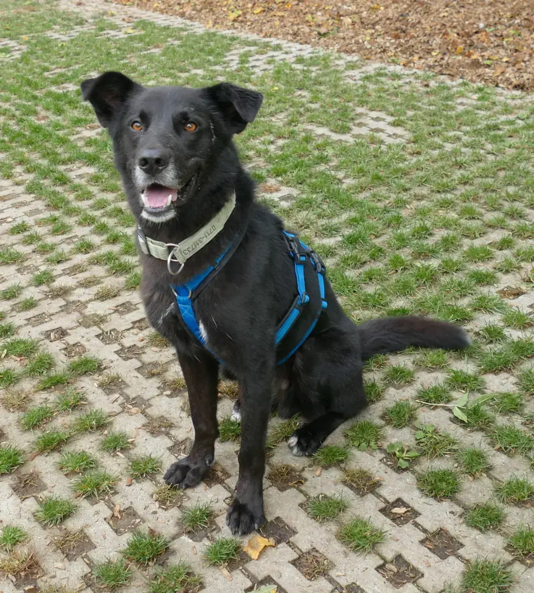 Rex - Deutscher Schäferhund - Bild 2