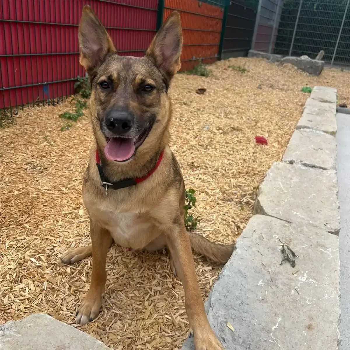 Miles - Deutscher Schäferhund - Bild 2