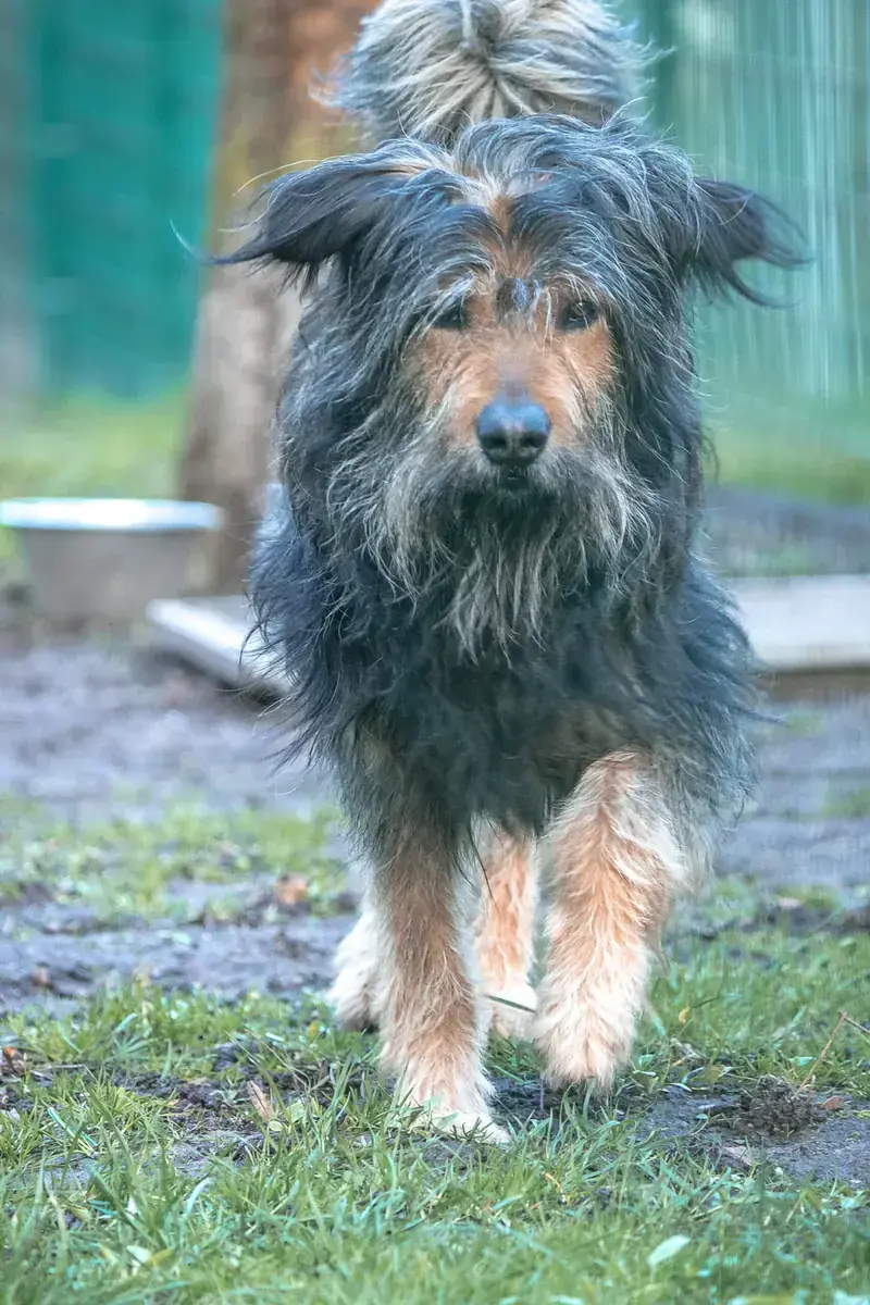 Alfred -  - Bild 2