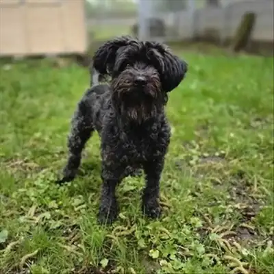 LILI – Zwergschnauzer – Bild 3