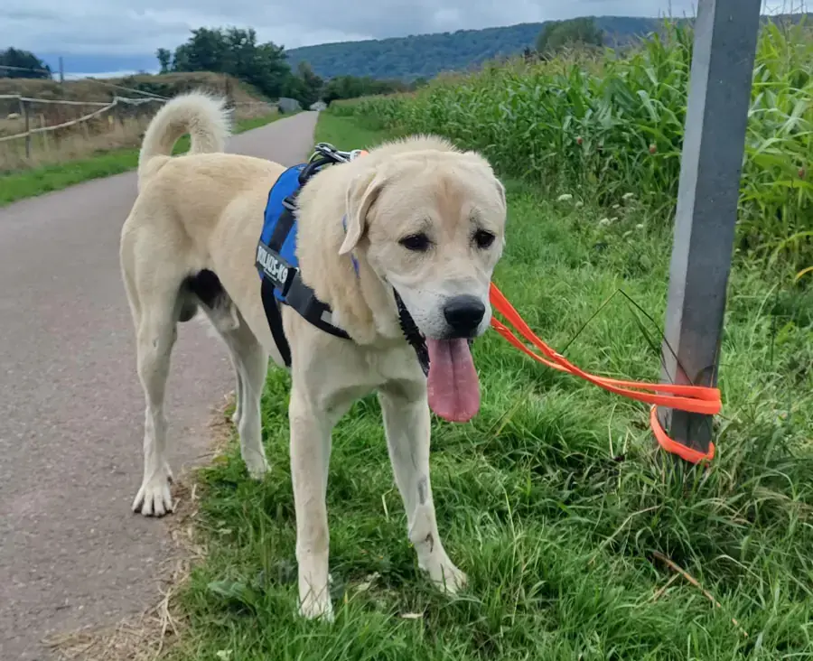 Sero - Kangal-Hirtenhund - Bild 7