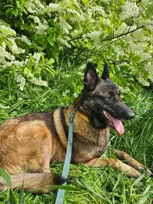 Caro – Belgischer Schäferhund – Bild 6