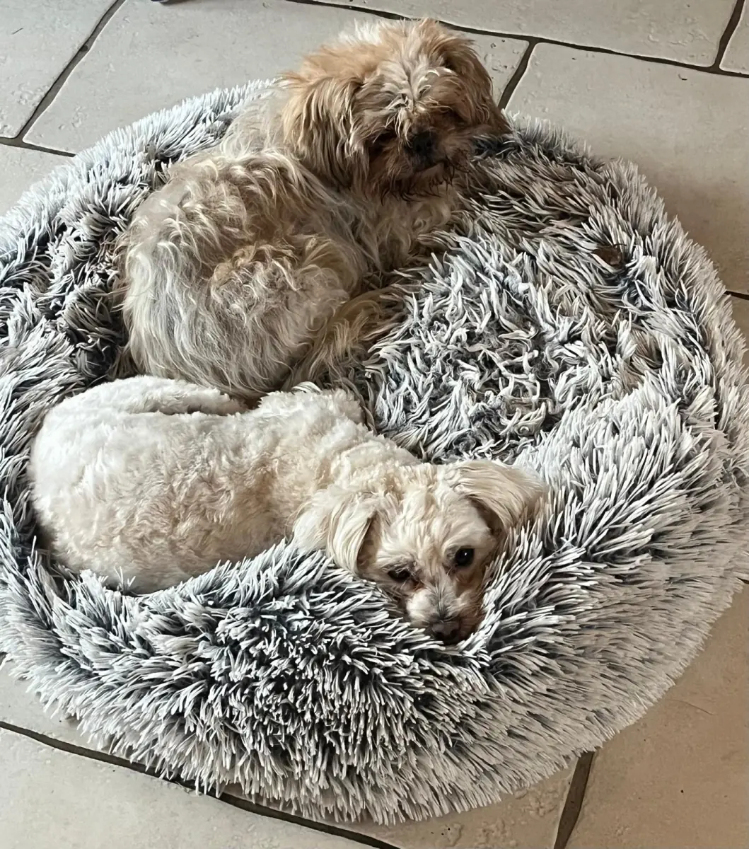 Cindy -  - Bild 1