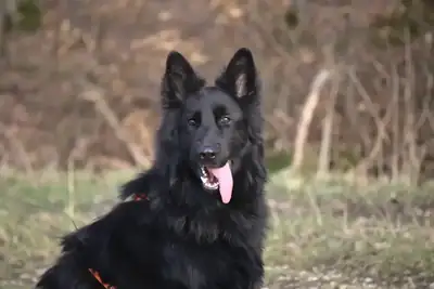 Filou – Deutscher Schäferhund – Bild 5