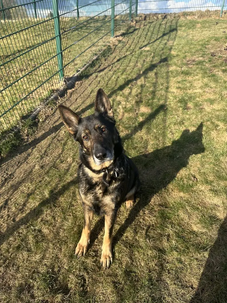 Terra - Deutscher Schäferhund - Bild 2