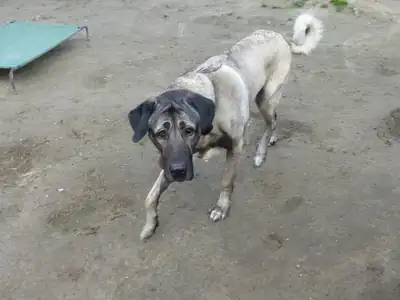 Pascha – Kangal-Hirtenhund – Bild 2