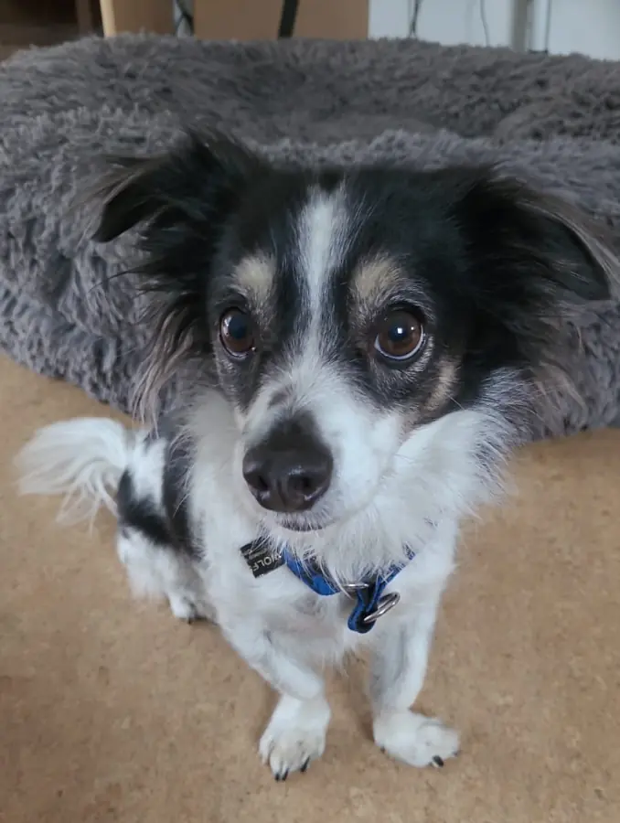 Jeremie - Chihuahua - Bild 1