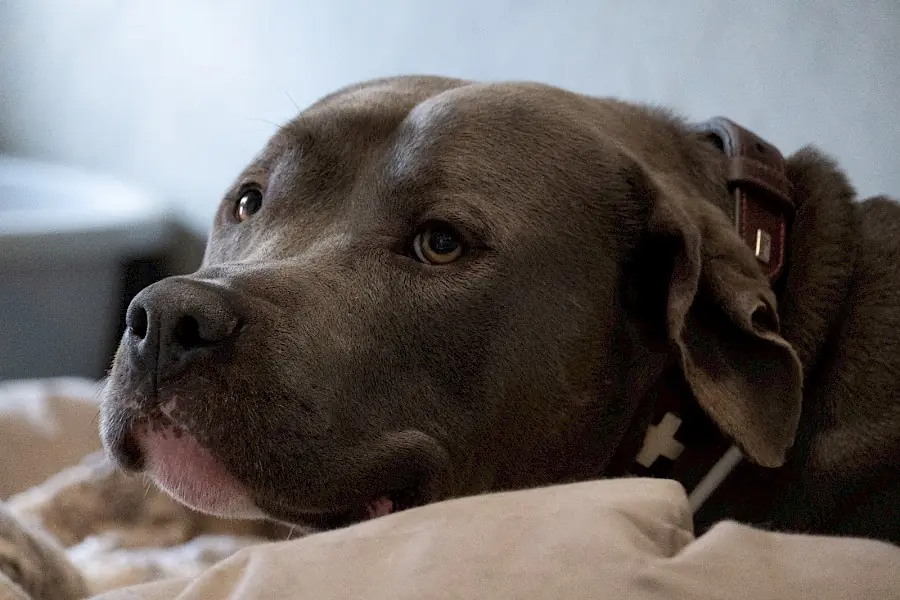 Buddy -  - Bild 9