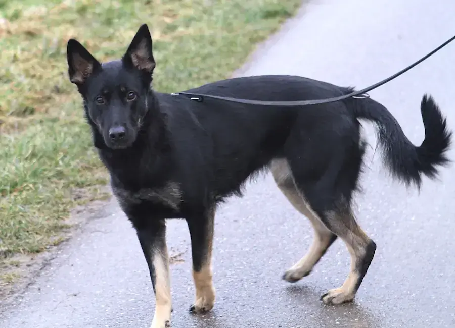 Amy - Deutscher Schäferhund - Bild 2