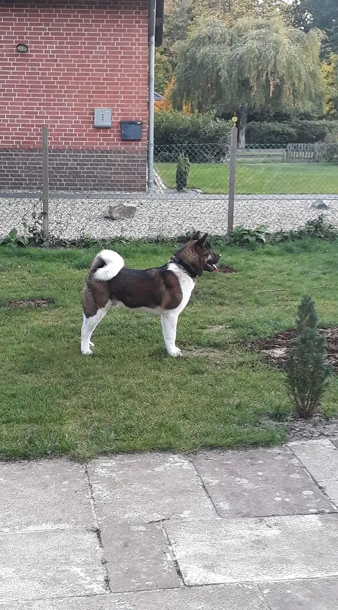 Ben -  - Bild 2