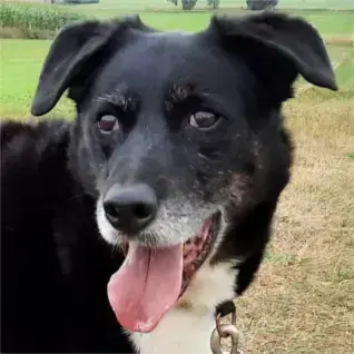 Border Collie-Mix Sammy