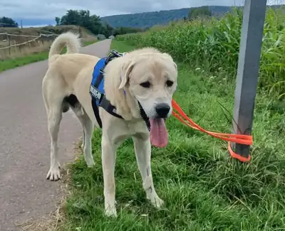 Sero – Kangal-Hirtenhund – Bild 7