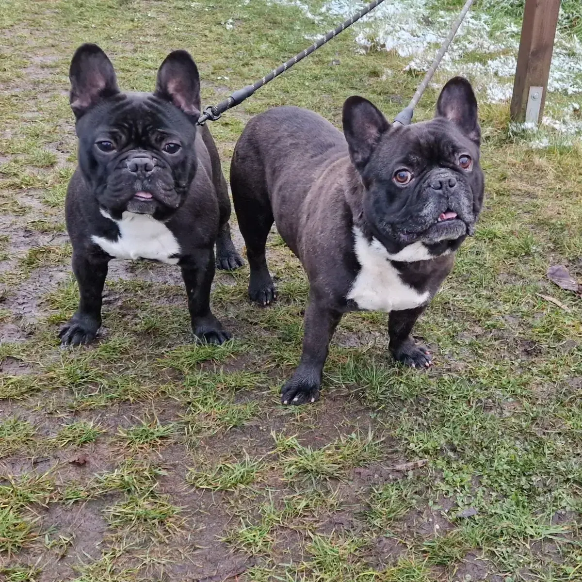 Kuma und Thor - Französische Bulldogge - Bild 9