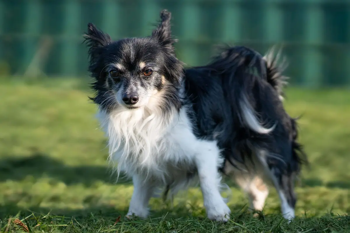 Chihuahua-Mix Kasimir