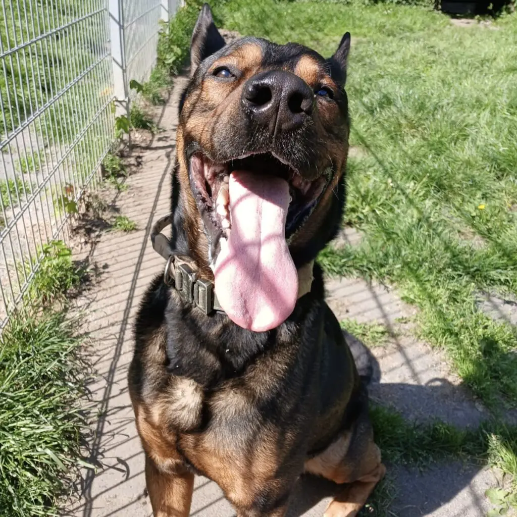 Black - Deutscher Schäferhund - Bild 2