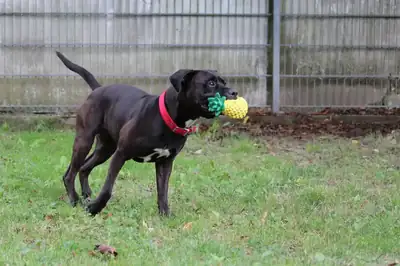 Bobby – Staffordshire Bullterrier – Bild 8