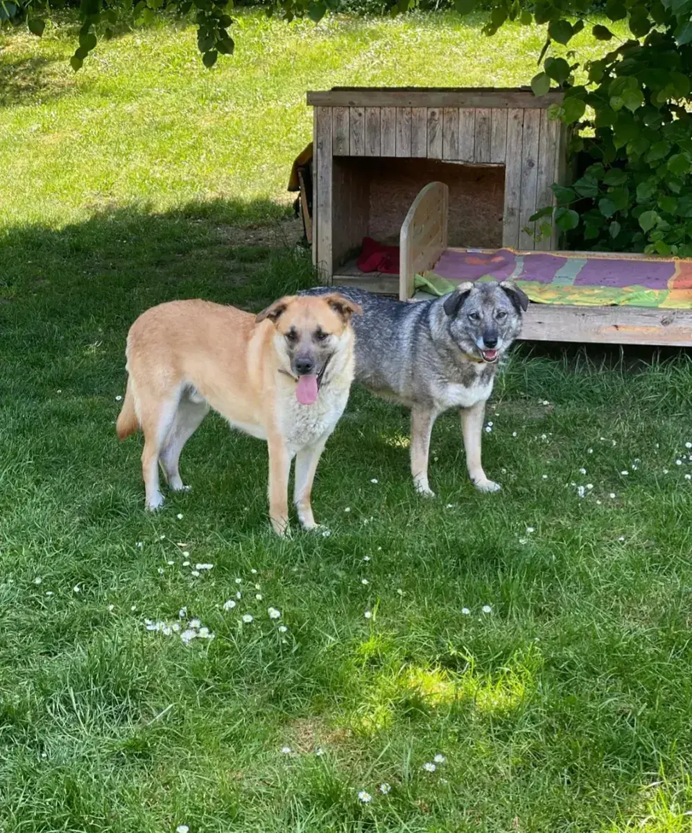 Tamara – Hund – Bild 3
