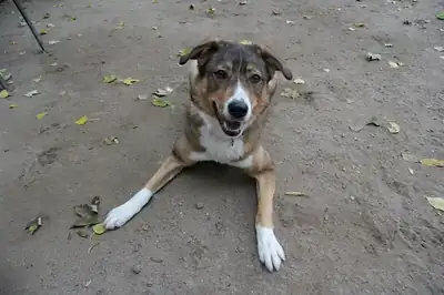 Amy – Deutscher Schäferhund – Bild 8