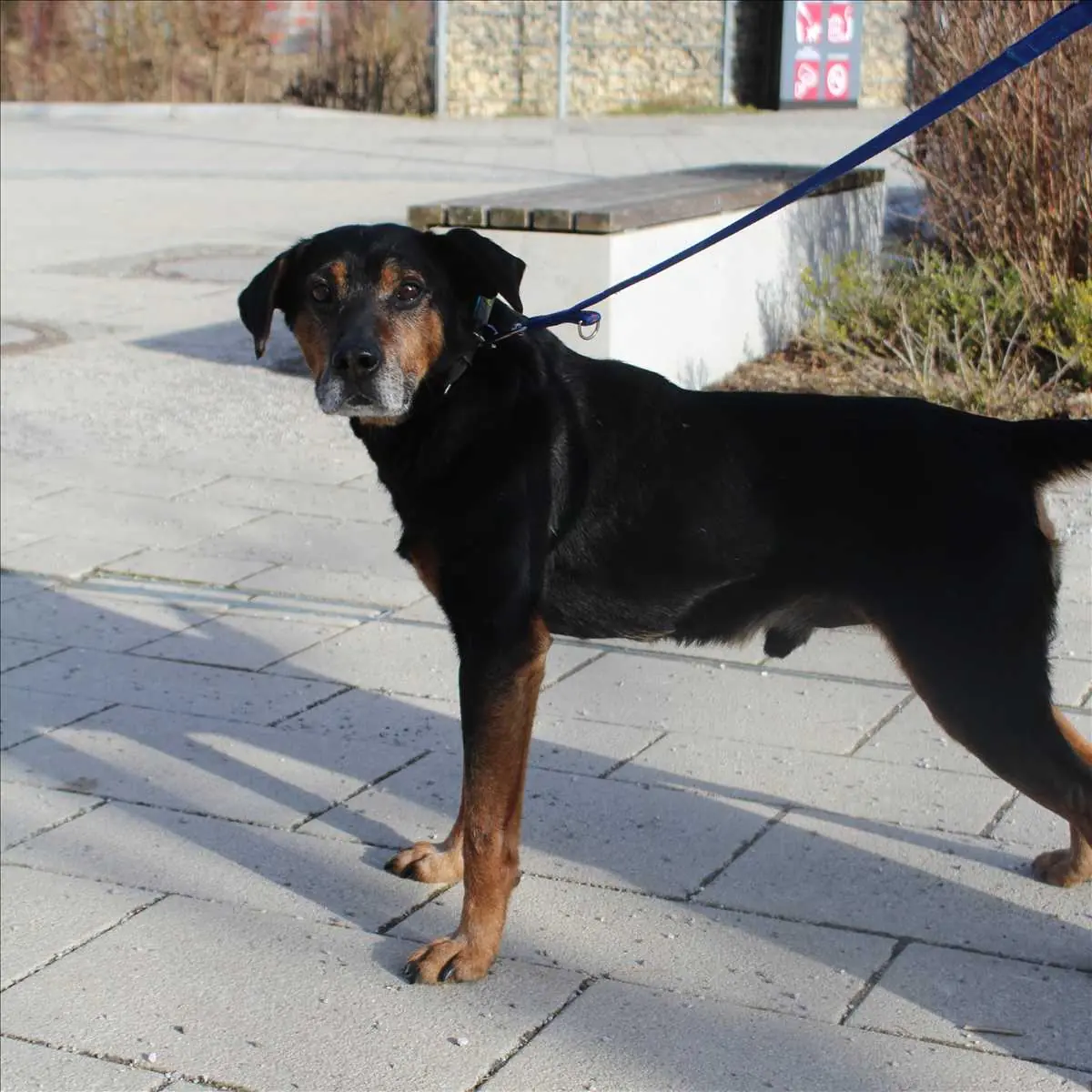 CAPPER -  - Bild 2
