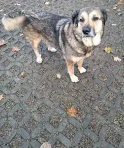 Mix Molly