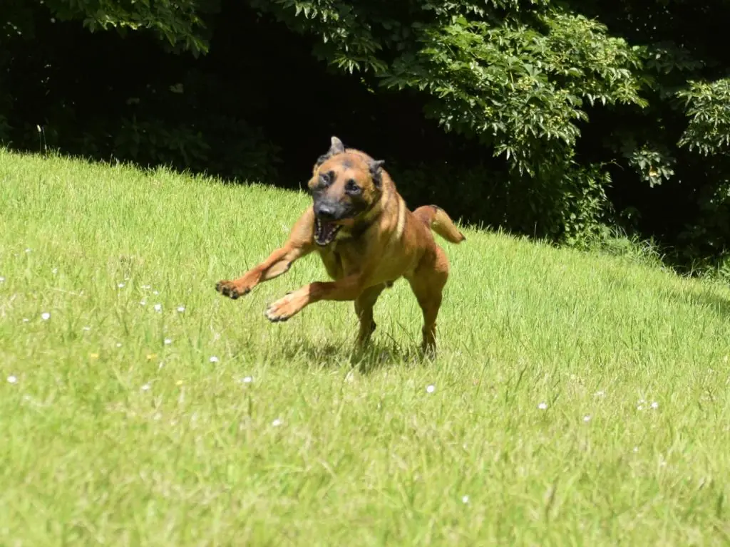 Balou -  - Bild 4