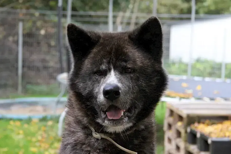 Thor - Akita - Bild 1