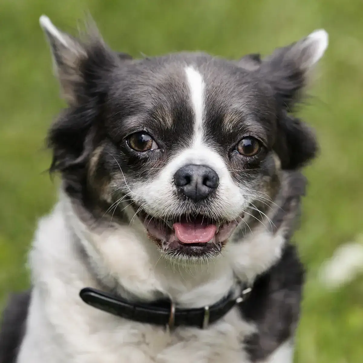 Französische Bulldogge, Chihuahua Lilli