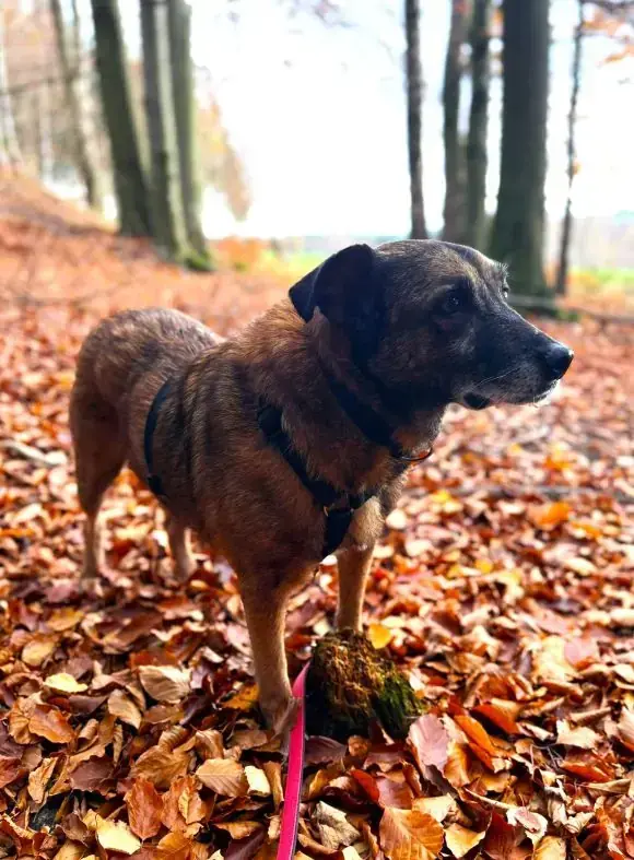 Timon -  - Bild 2
