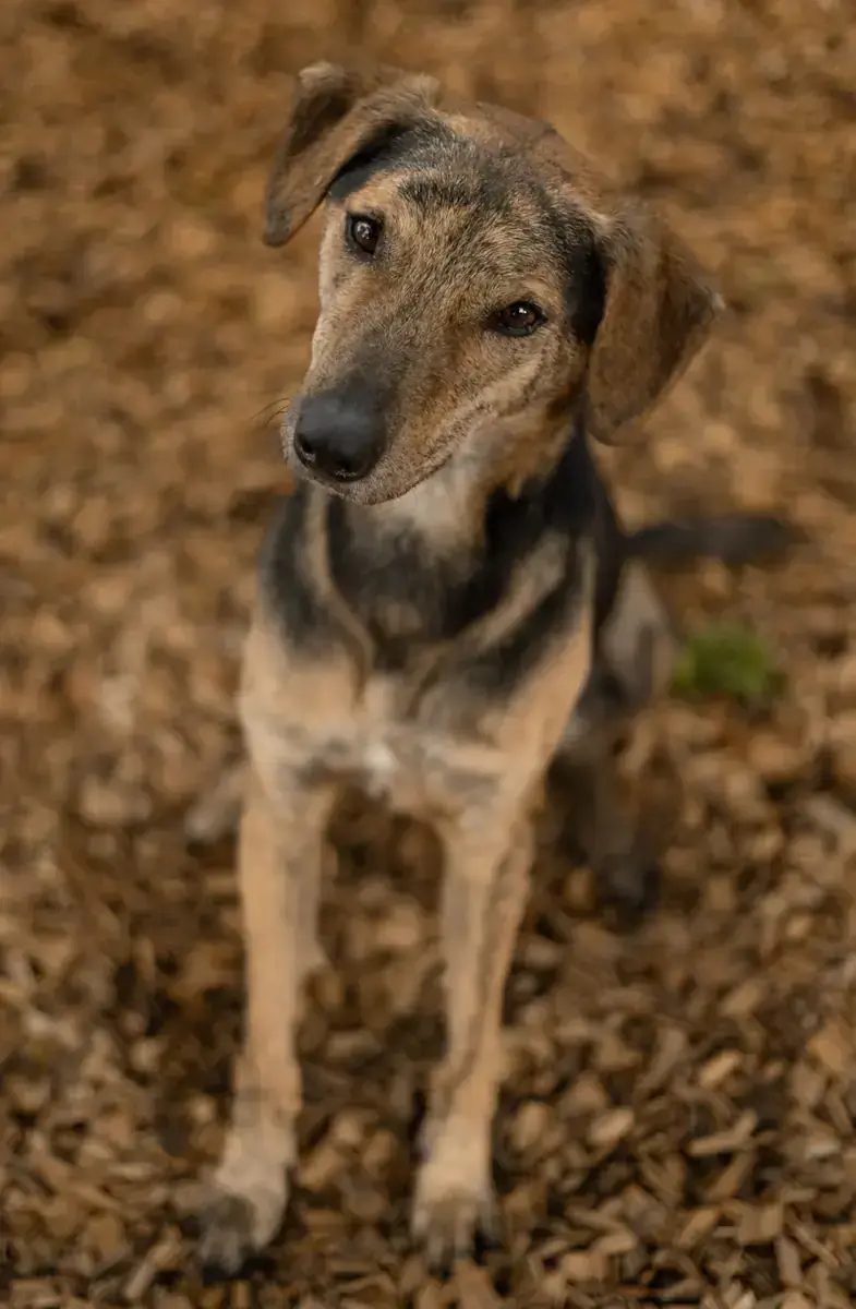 Kairo - Afghanischer Windhund - Bild 3