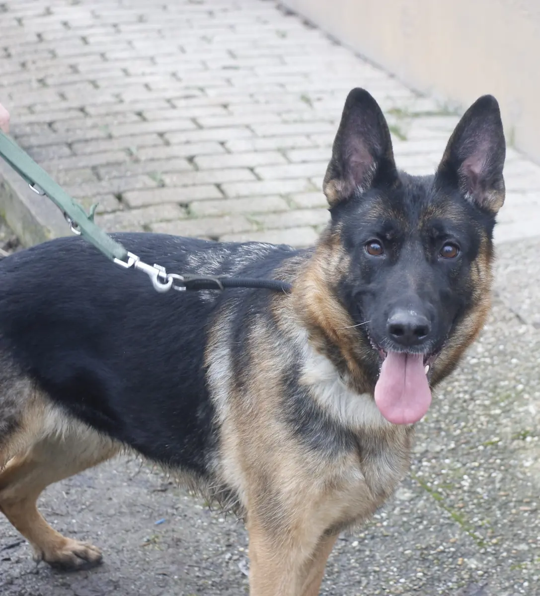 Ida - Deutscher Schäferhund - Bild 1